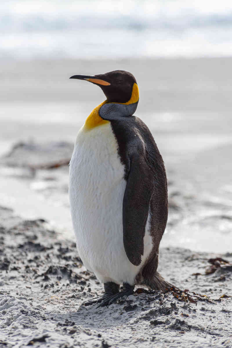 Pingüino Rey - islas Falkland o Malvinas 16.jpg